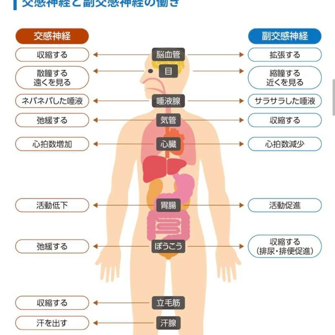 自律神経って？①